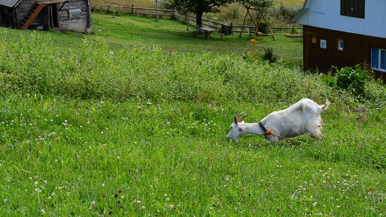 Goat eating grass in a meadow, grass, meadow, and goat