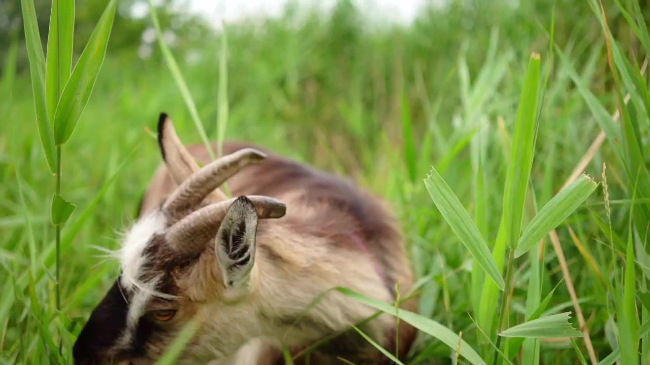Goat feeding in the grass, animal, farm, and goat