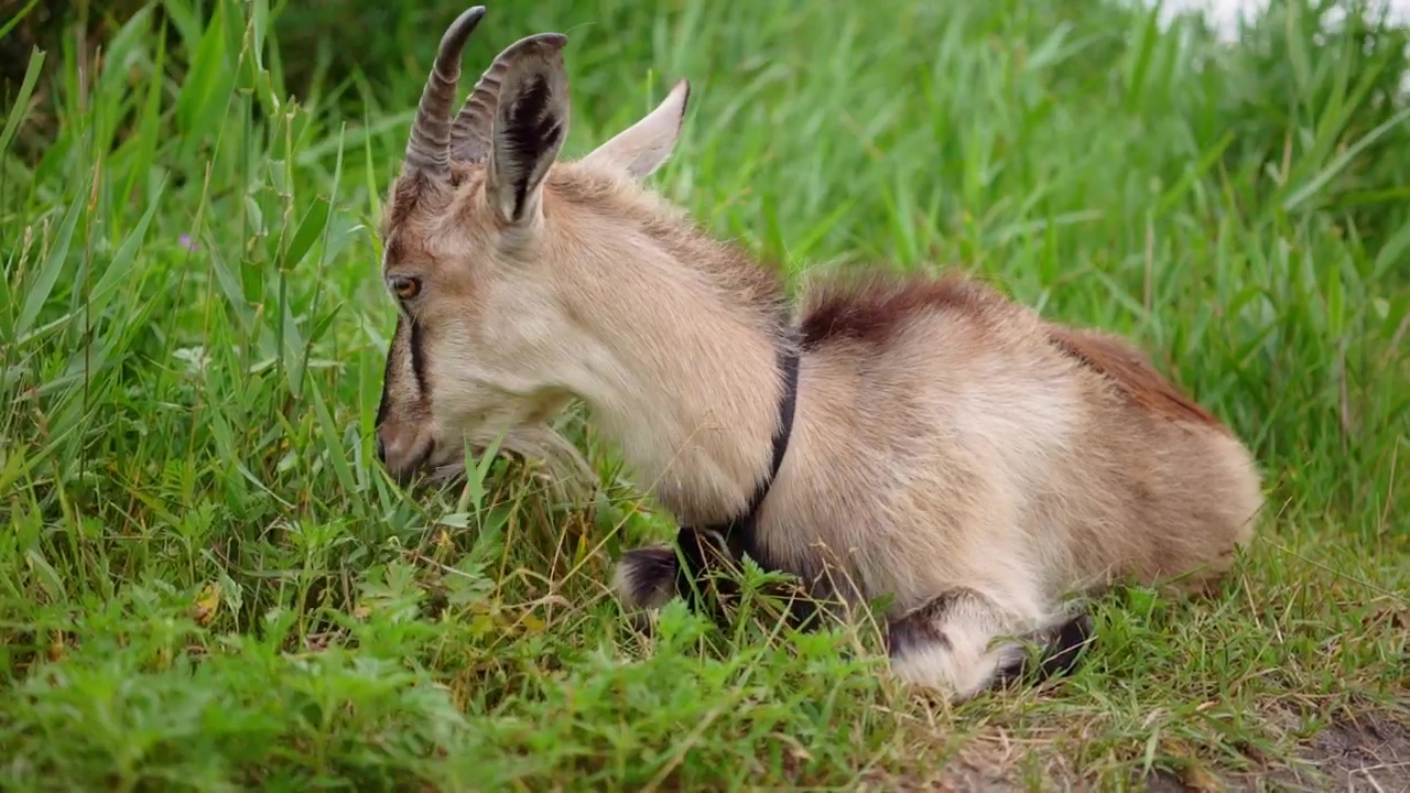 Goat grazing while lying in the grass #animal #farm #meadow #goat