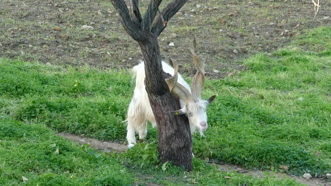 Goat scratching on a tree trunk, animal, wildlife, tree, wild, and goat