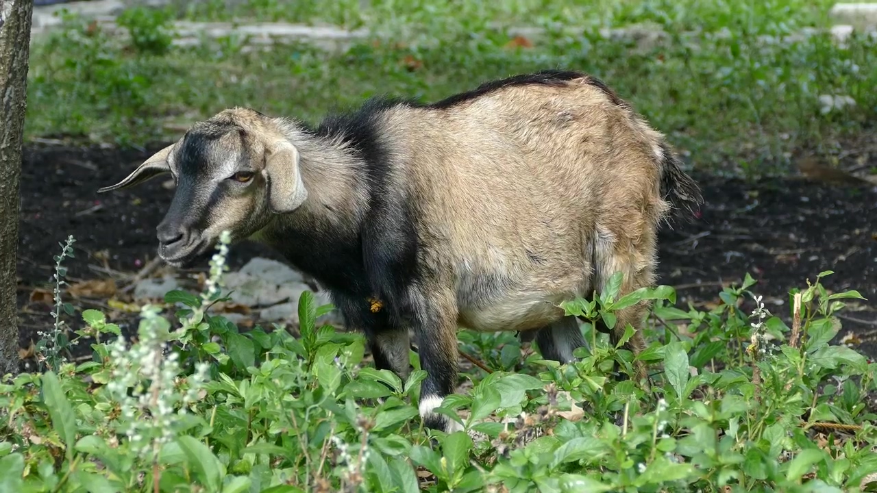 Goat standing in the field #animal #wildlife #valley #goat