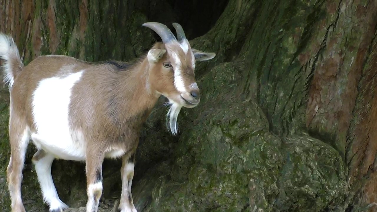 Goat with small horns #animal #agriculture #sheep #goat