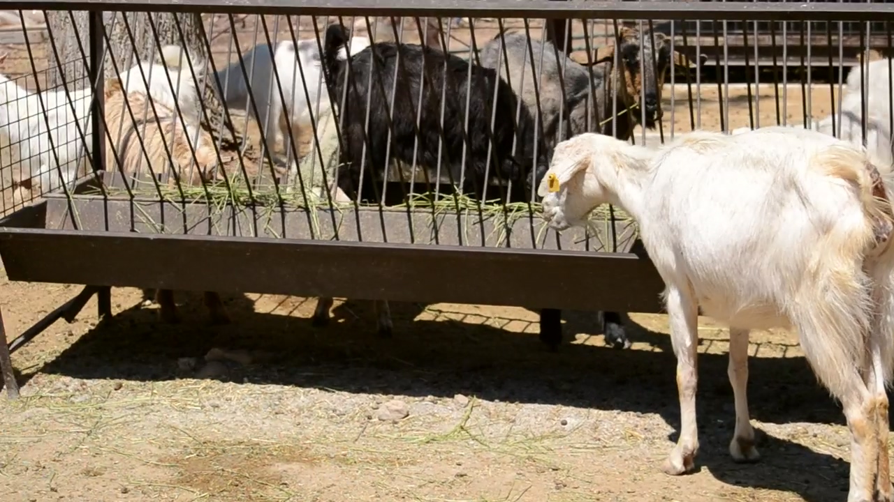 Goats eating at a farm, animal, farm, and goat