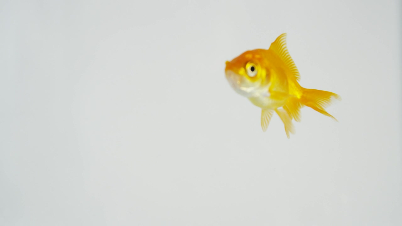 Goldfish swimming in clear water against a white background #animal #white background #fish