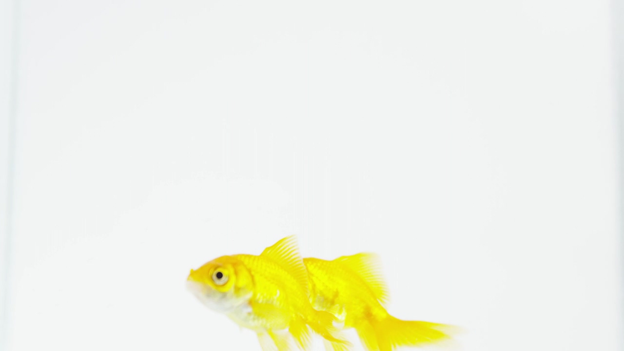Goldfish swimming #nature #animal #fish