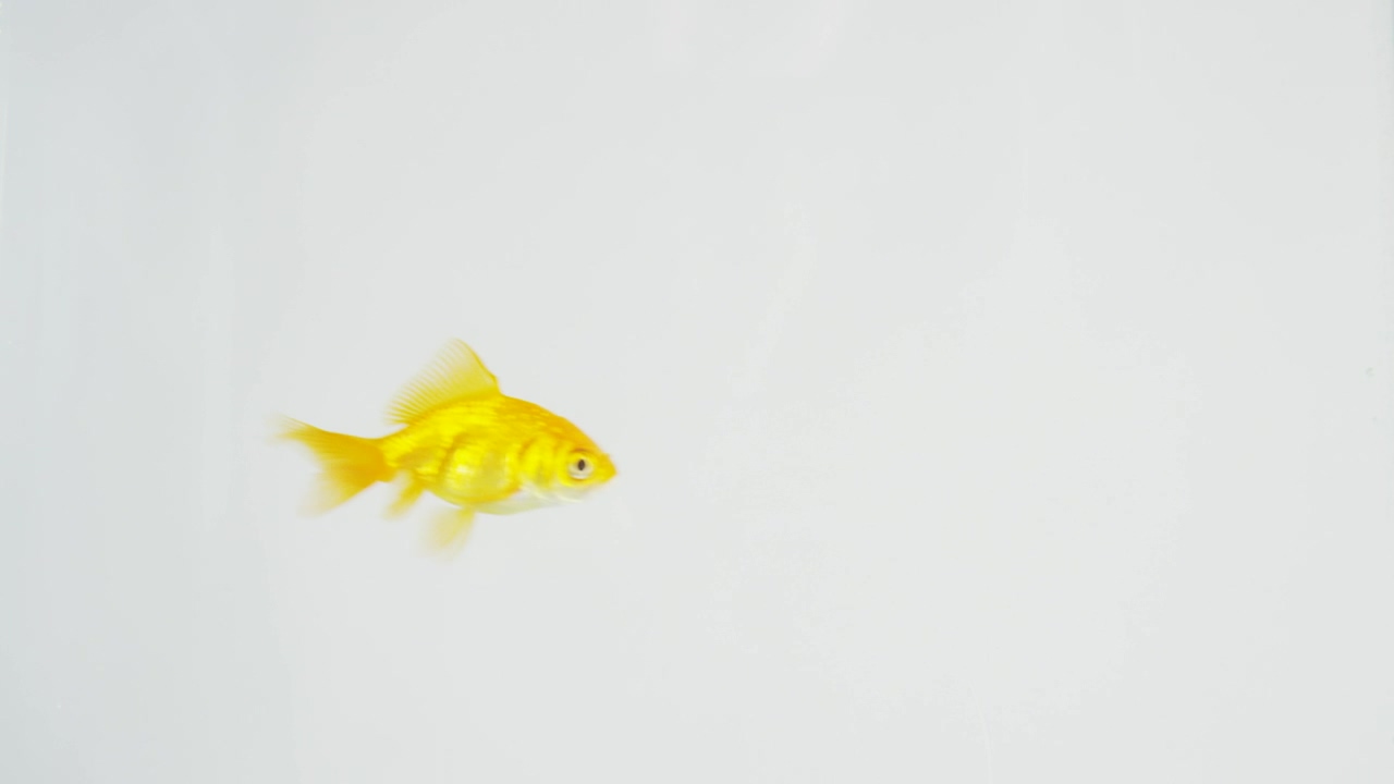 Goldfish swimming on a white background, animal, white background, and fish