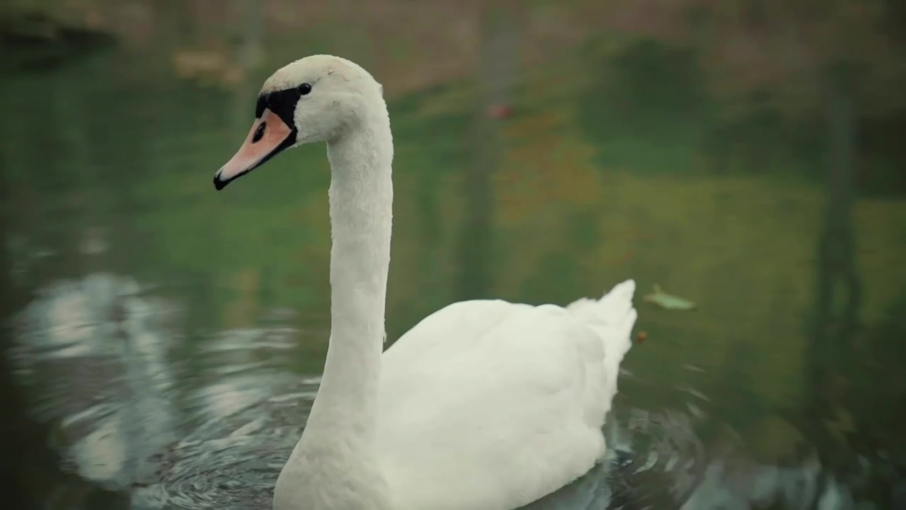 Goose swimming in a lake, wildlife, bird, and goose