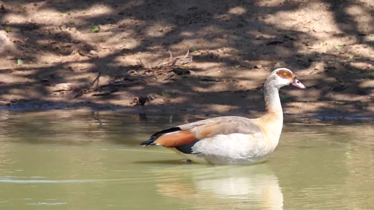 Goose walking in a lakeshore, animal, wildlife, lake, africa, safari, and goose