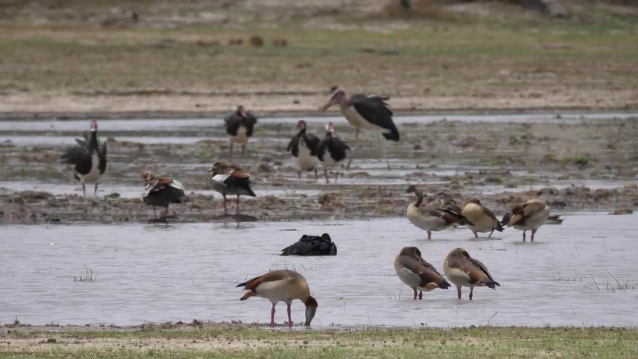 Gooses and ducks enjoying the pond, animal, wildlife, bird, duck, swamp, and goose