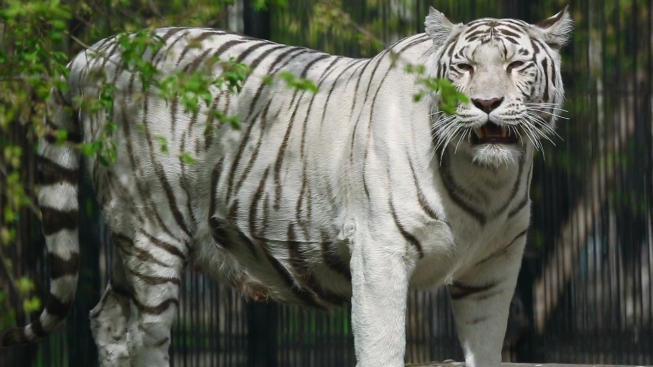 Gorgeous white tigress walks, wildlife, white, zoo, and tiger