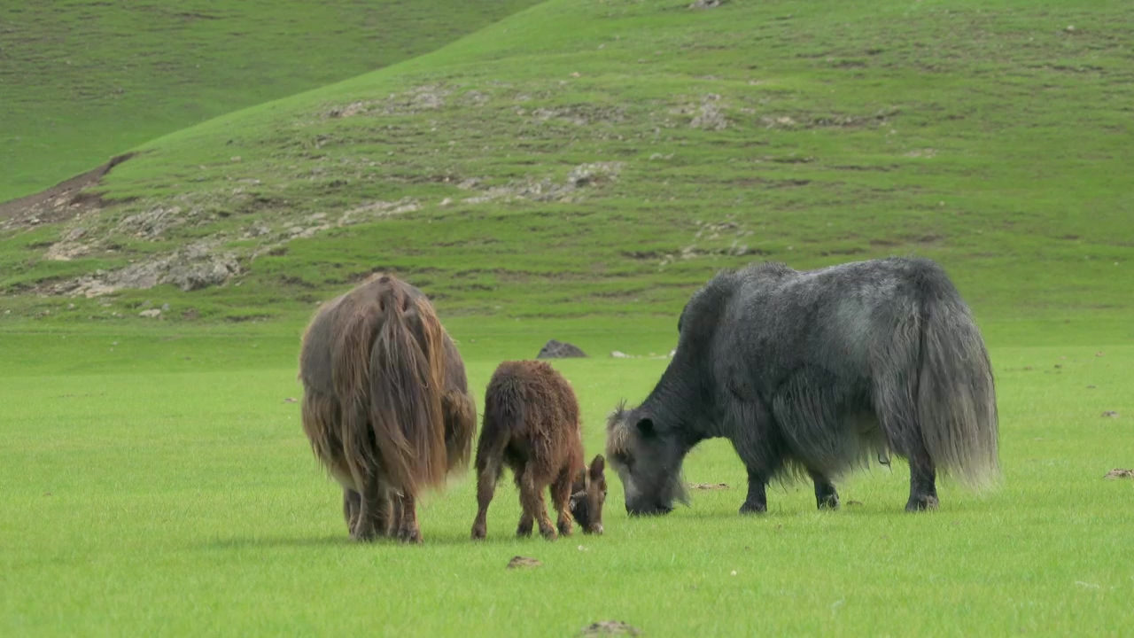 Gray and brown yaks grazing in the grassland, animal, wildlife, and grass