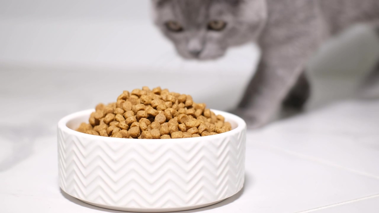 Gray cat approaching his food dish to eat, food, eating, cat, and ads