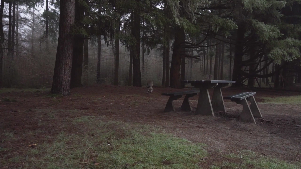 Gray dog ​​sniffing a pine forest, a picnic table made of wood, the dog runs into the fog