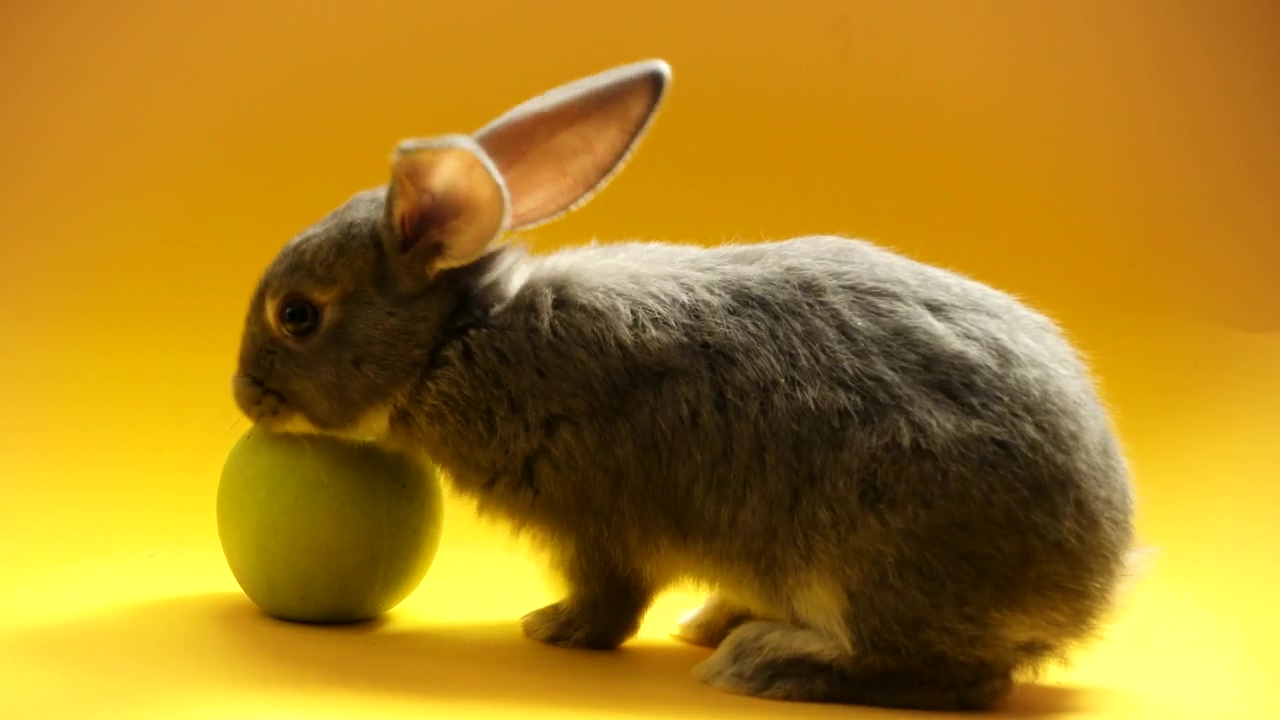 Gray rabbit and an apple, animal, fruit, and apple