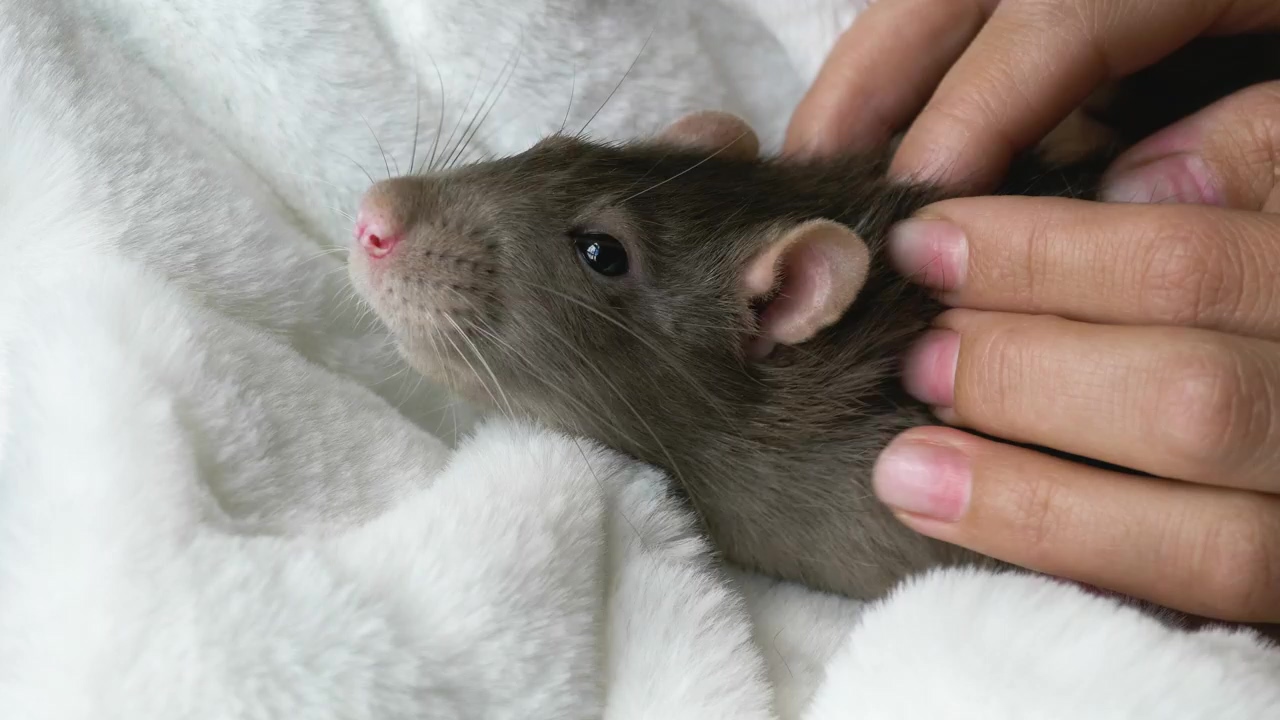 Gray rat receiving a massage, animal, hands, pet, relaxing, treatment, cute, massage, and rat