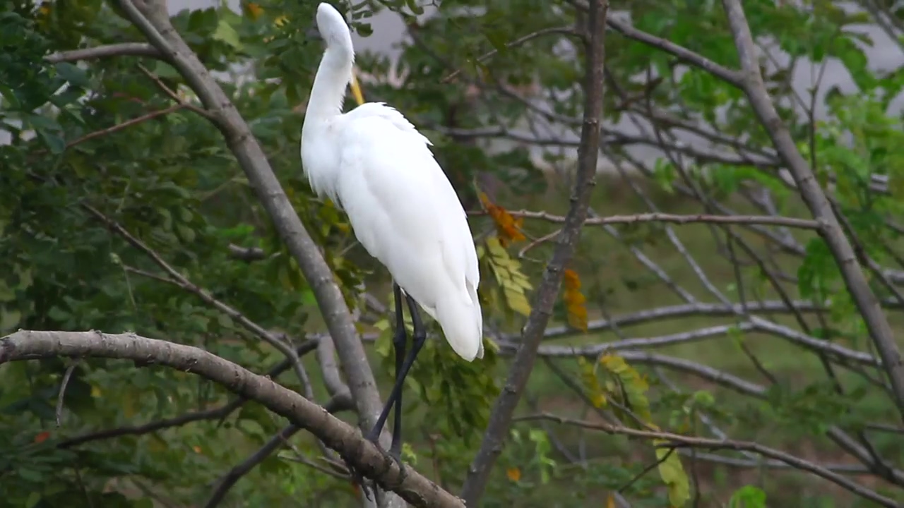 Great egret standing in a tree, animal, wildlife, and bird