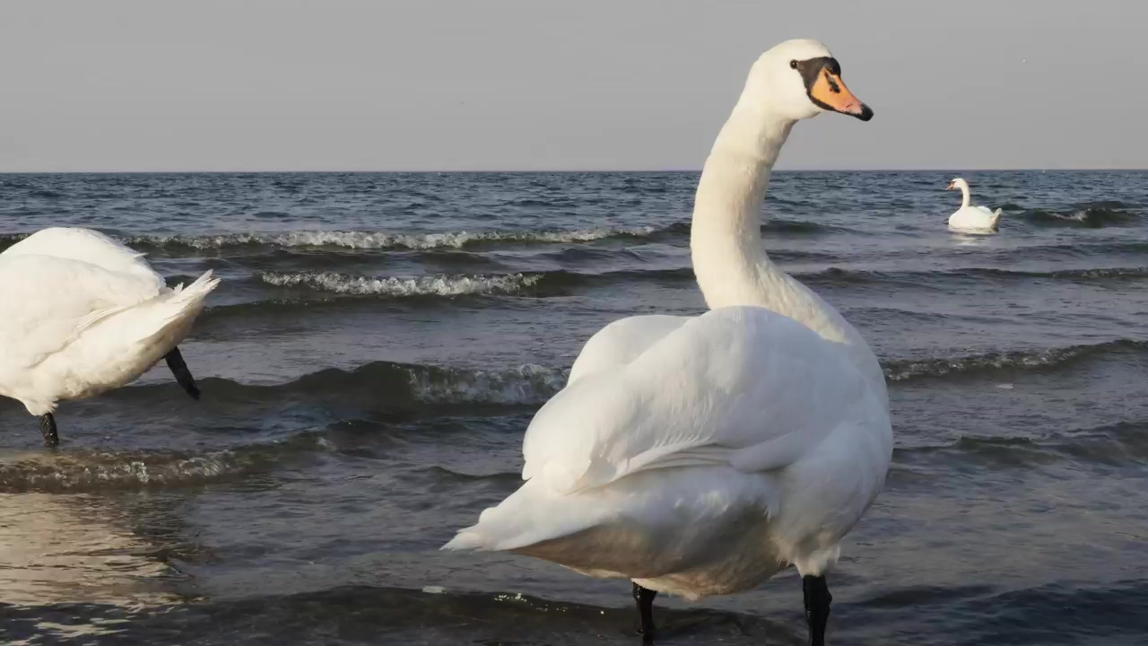 Great white swans standing along a seashore, sea, birds, swan, and feathers