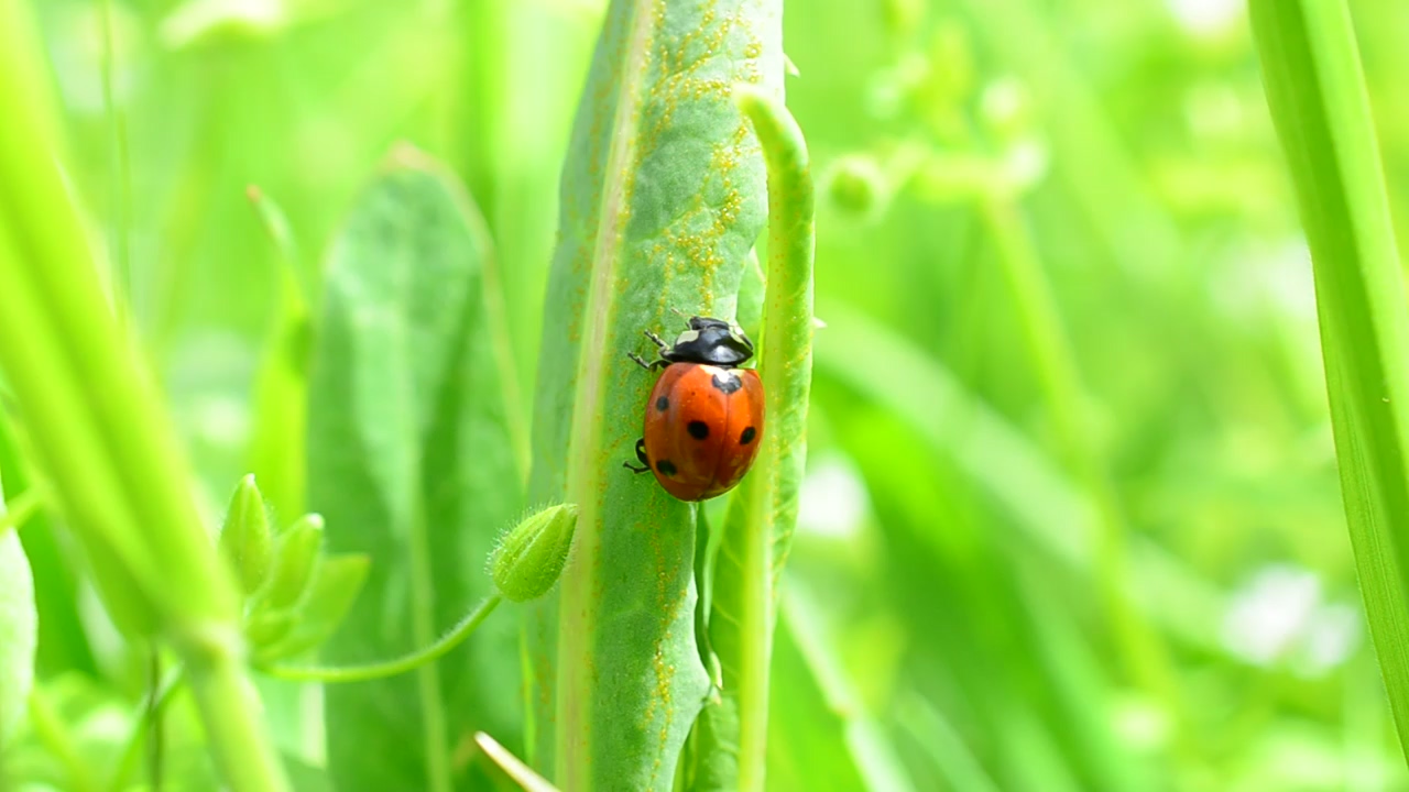 Green boils while a ladybug crawls up them, nature, wildlife, insect, and spring