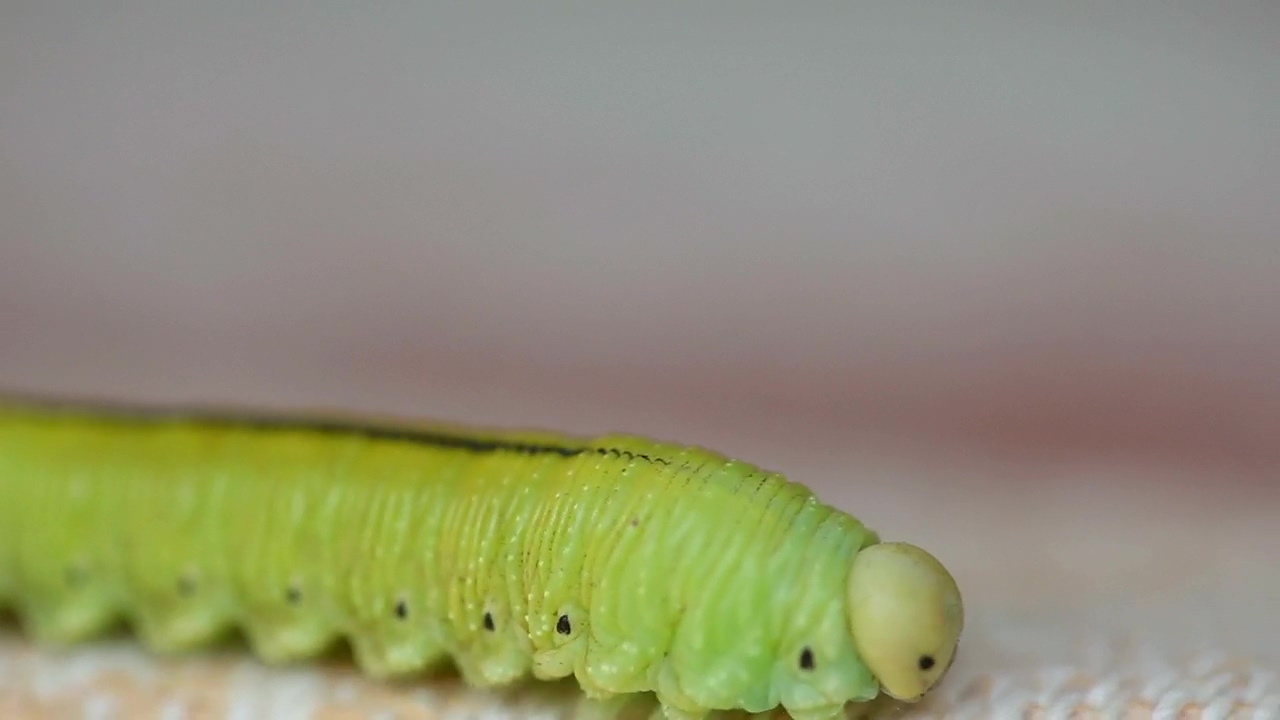 Green caterpillar crawling, animal, wildlife, and insect