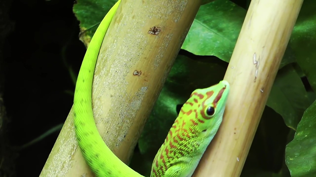 Green chameleon-like lizard, nature, animal, wildlife, green, and chameleon