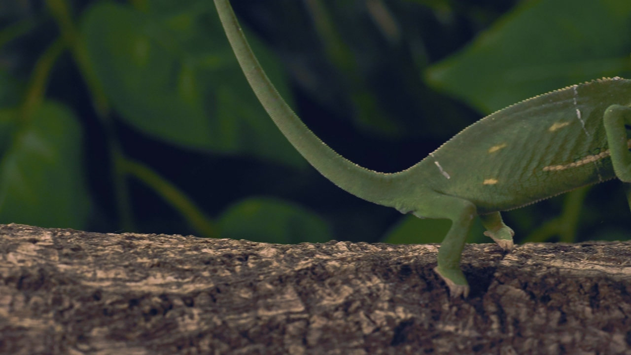 Green chameleon standing on a log with 3 legs while is looking around