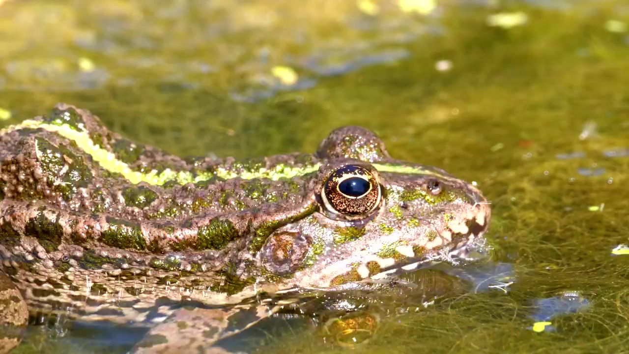 Green frog blinking in the swamp water, animal, wildlife, frog, and swamp