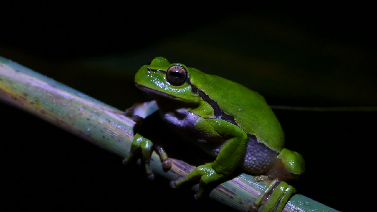 Green frog breathing during a dark night, animal, wildlife, reptile, frog, and breathing