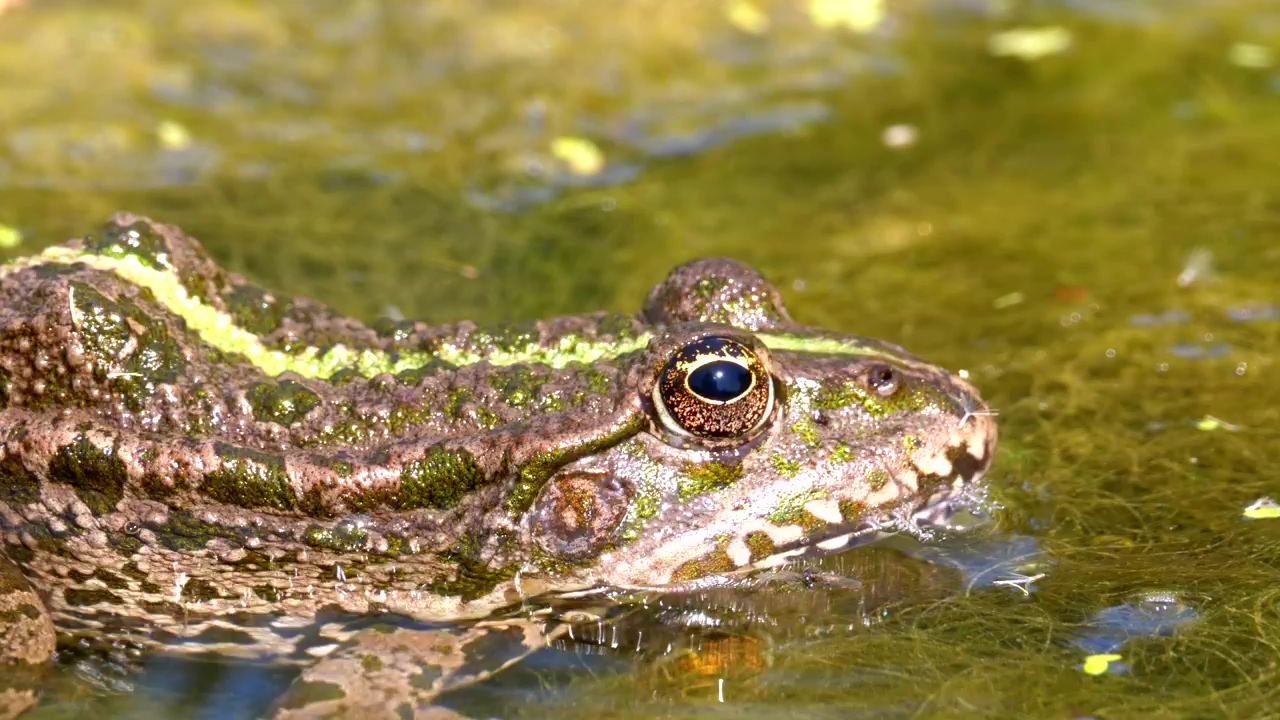Green frog on the swamp water #water #green #frog