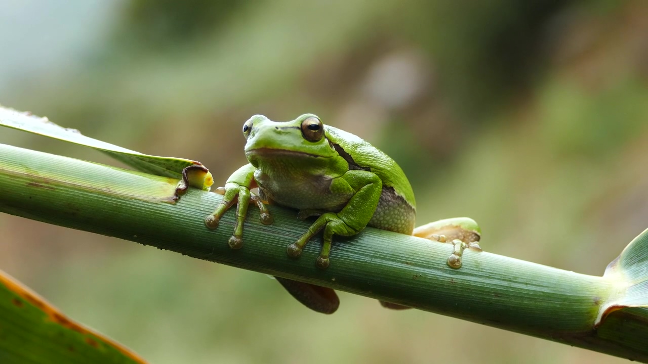 Green frog resting on a branch, nature, animal, wildlife, rain, frog, and frogs