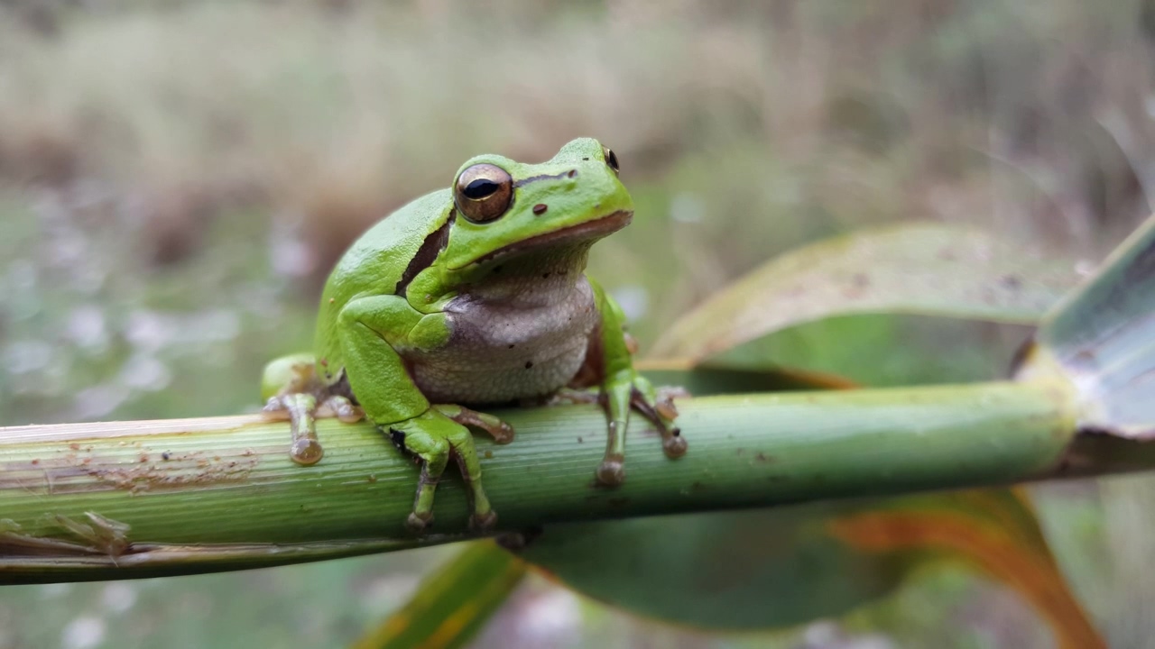 Green frog sitting on a branch, animal, wildlife, branch, and frog
