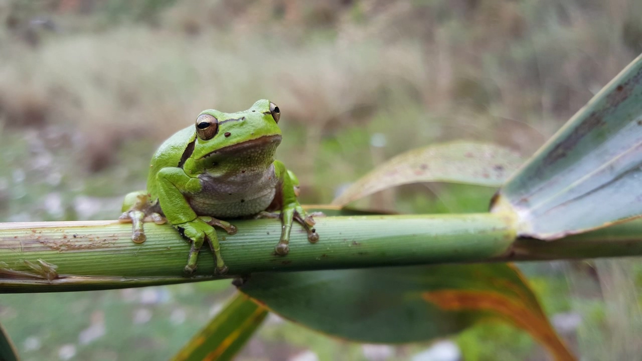 Green frog standing on a green branch, nature, animal, wildlife, and frog