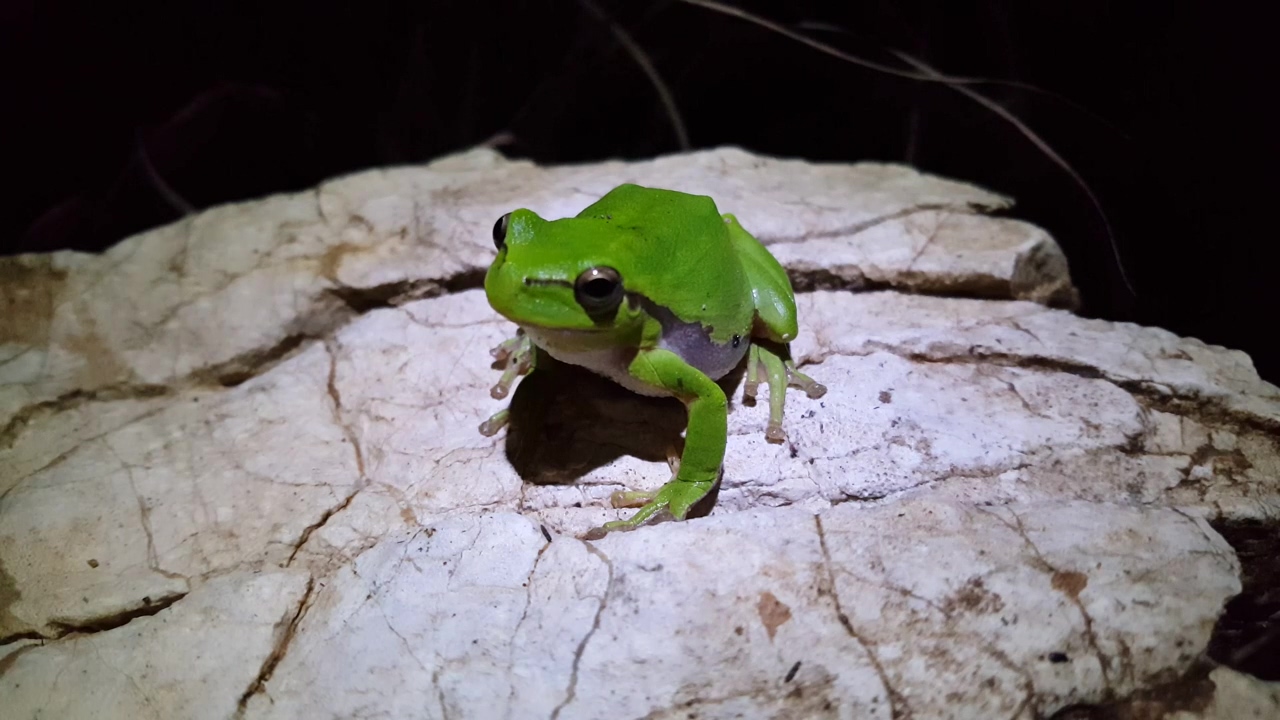 Green frog standing on a rock, animal, wildlife, and frog