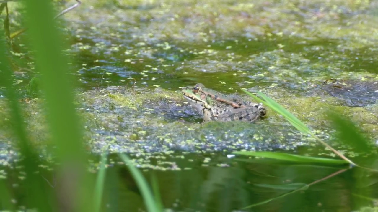 Green frog standing on the water swamp, animal, wildlife, green, reptile, frog, and swamp