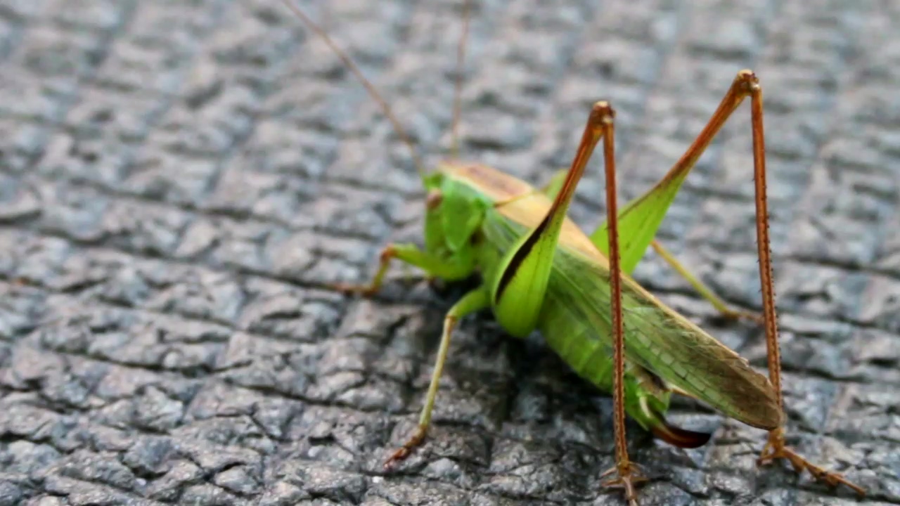 Green grasshopper on the sidewalk, nature, green, insect, insects, and grasshopper