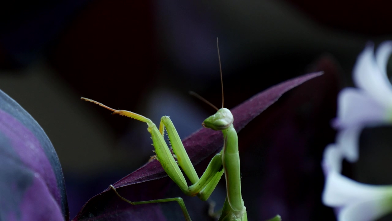 Green mantis religiosa, animal, wildlife, and insect
