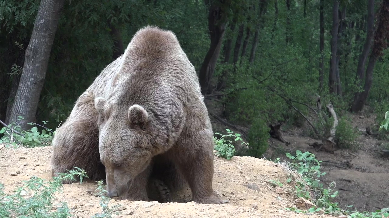 Grizzly bear sniffing the ground, forest, animal, wildlife, and bear