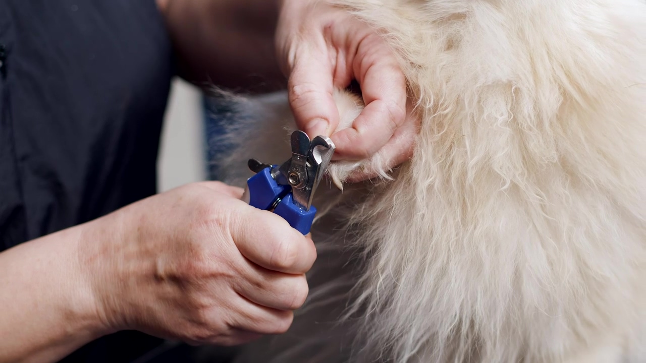 Groomer carefully clipping a dog's claws, dog, pet, pet owner, groom, and dog grooming