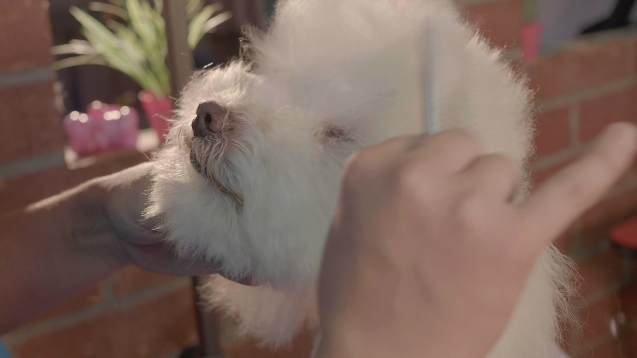 Groomer combing an adorable white dog with a hair comb, close up shot