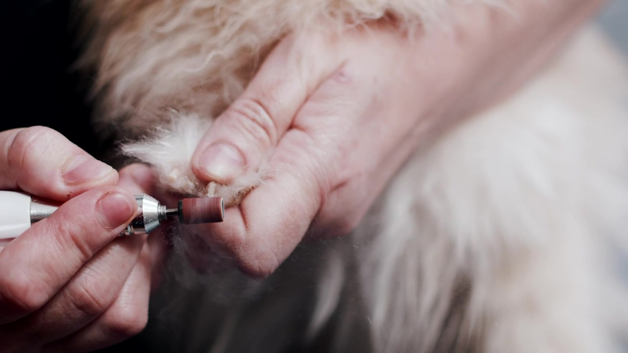 Groomer trimming a dogs claws with a speciality tool, dog, pet, pet brush, and dog grooming