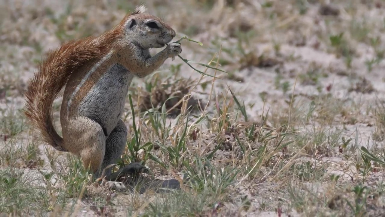 Ground squirrel eating grass, animal, wildlife, eating, and squirrel