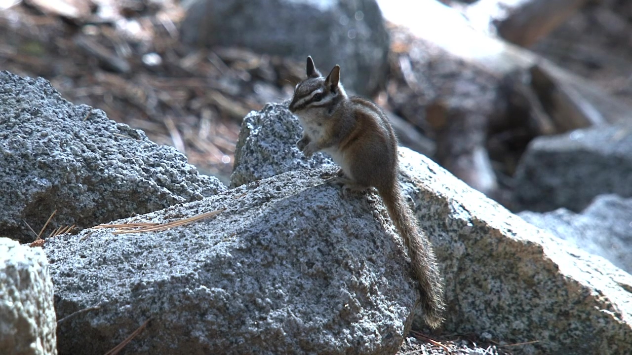 Ground squirrel standing on a rock #animal #wildlife #rock #ground #squirrel