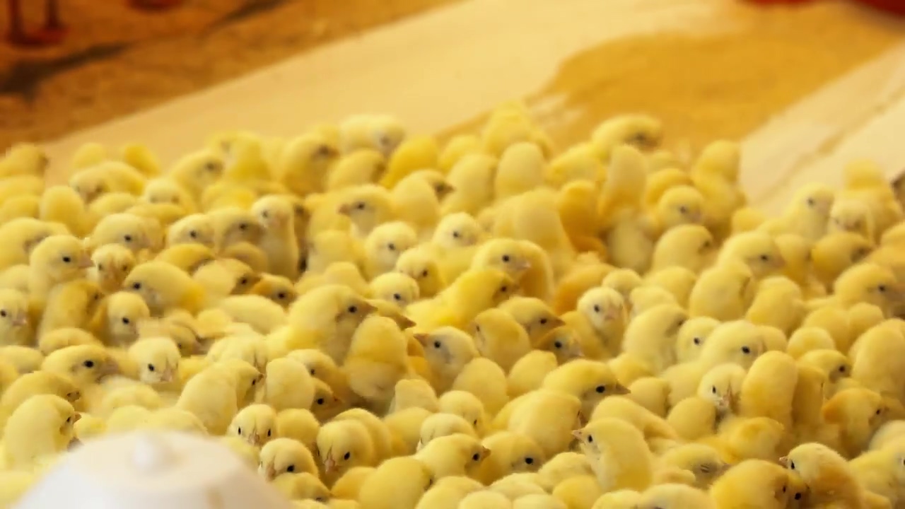 Group of baby chickens hatched and hungry, farm, yellow, chicken, animal farm, and baby chick