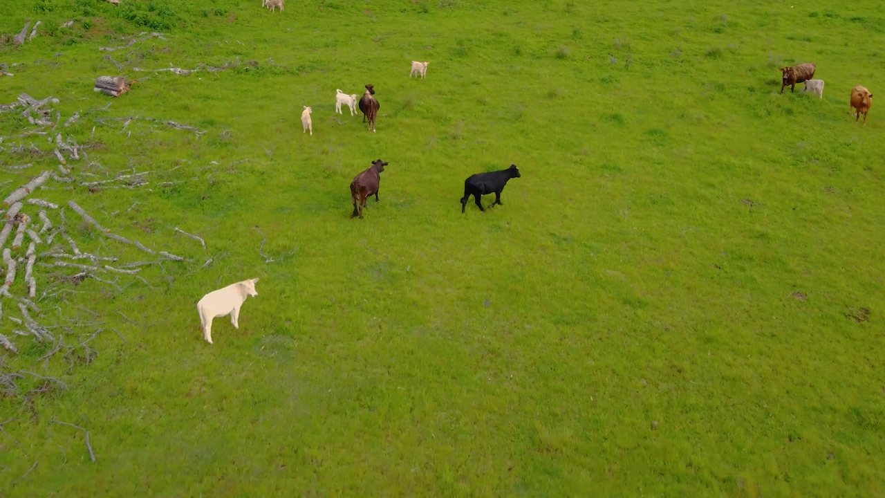 Group of calves of various sizes and colors in a meadow covered with grass, as they walk and feed