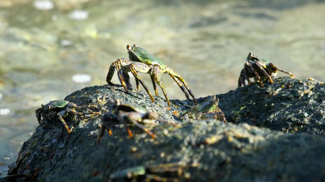 Group of crabs standing on a rock, animal, wildlife, rock, and crab