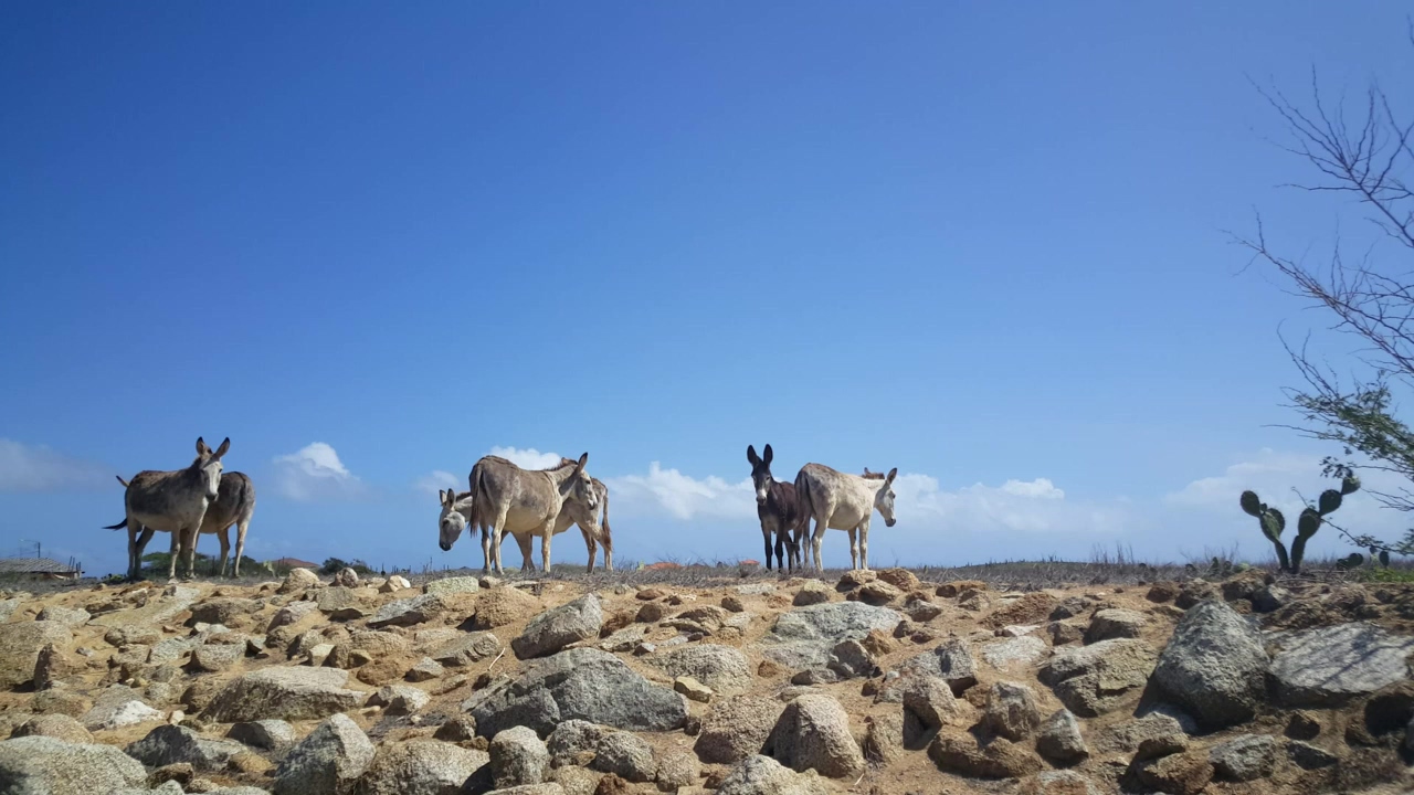Group of donkeys on a deserted landscape, animal, wildlife, stone, and donkey