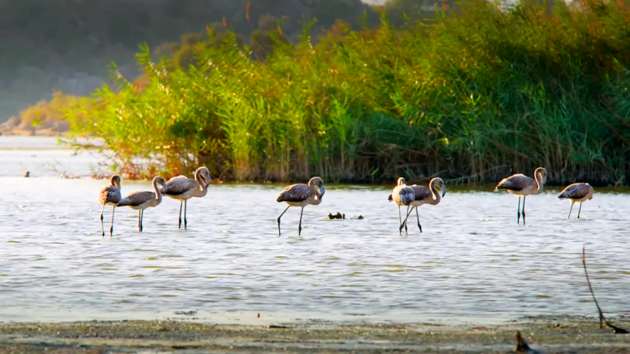 Group of flamingos in a lake, nature, wildlife, lake, wild animals, and flamingo