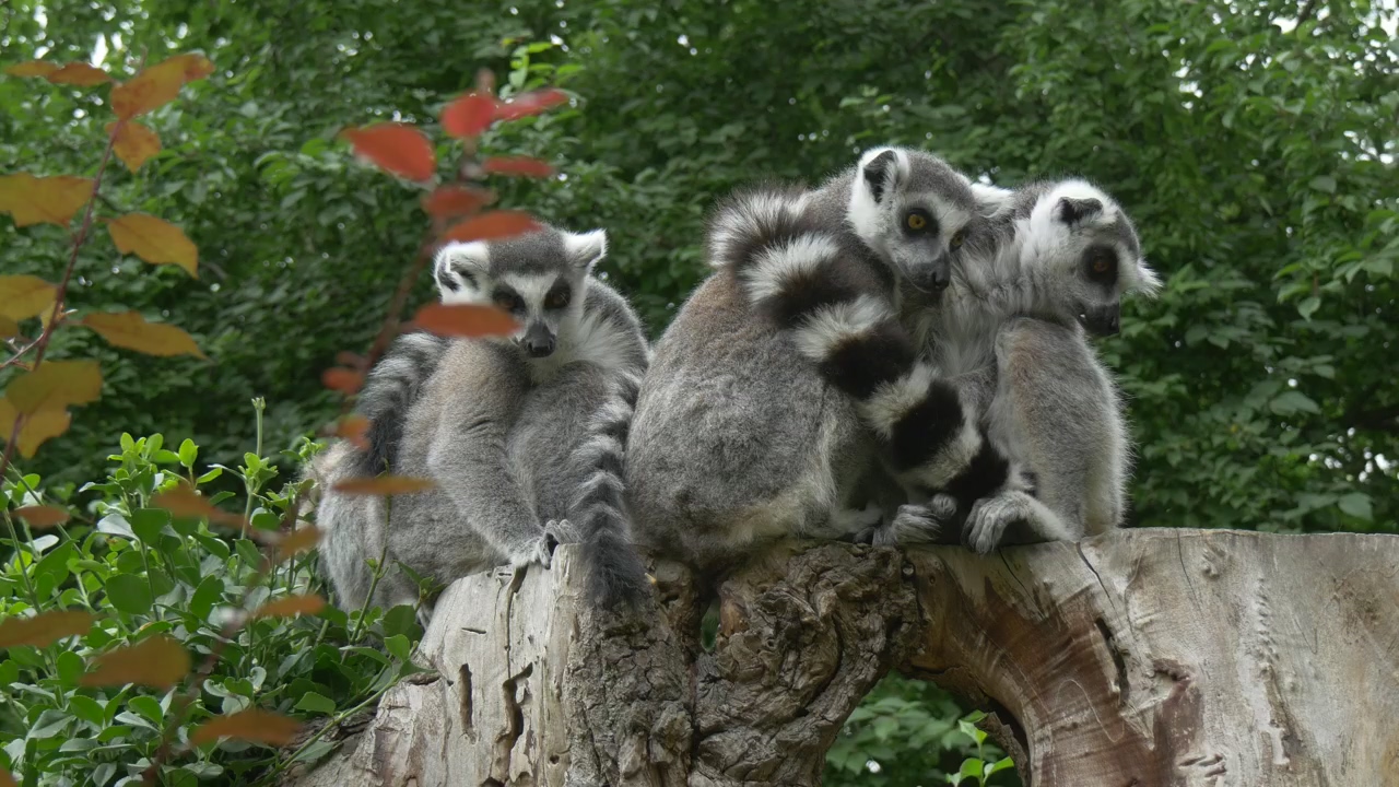 Group of lemurs on a trunk, forest, animal, wildlife, africa, and safari