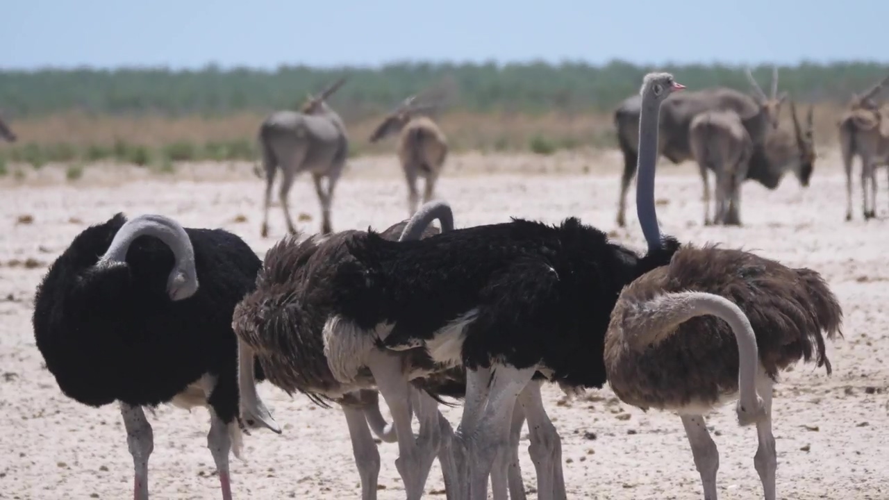 Group of ostrich on a dry savanna, animal, wildlife, bird, and africa