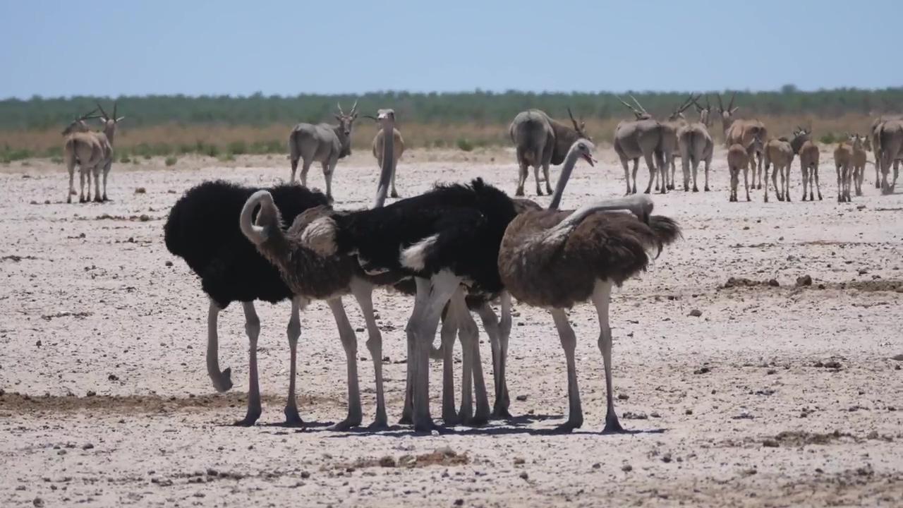 Group of ostrich on a sunny savanna, animal, wildlife, bird, africa, dry, savanna, and climate change