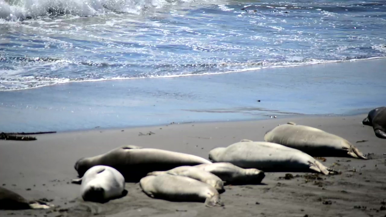 Group of sea lions sunbathing at the beach, beach, ocean, sunbathing, and sea lion